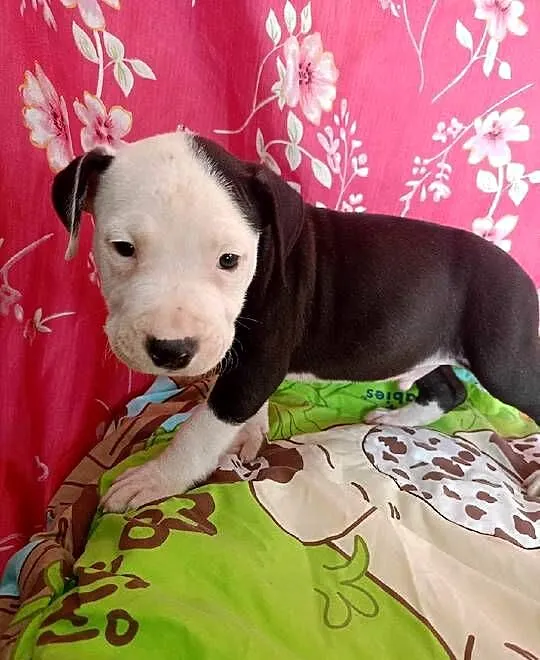 Amstaff Szczeniaki American Stafford Shire Terrier, Łódzkie, Radomsko
