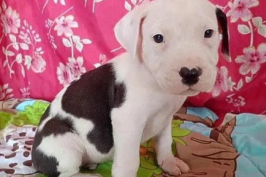 Amstaff Szczeniaki American Stafford Shire Terrier, Łódzkie, Radomsko