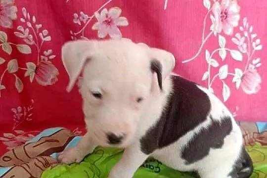 Amstaff Szczeniaki American Stafford Shire Terrier, Łódzkie, Radomsko