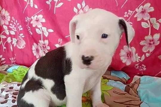 Amstaff Szczeniaki American Stafford Shire Terrier, Łódzkie, Radomsko