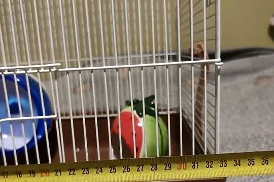 Domek dla chomika, Mazowieckie, Siedlce