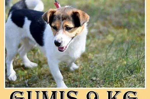 9kg,przyjazny,wesoły,towarzyski piesek GUMIŚ.Adopcja,  małopolskie Kraków
