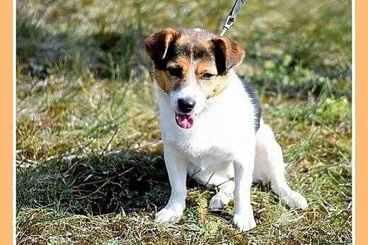 9kg,przyjazny,wesoły,towarzyski piesek GUMIŚ.Adopc