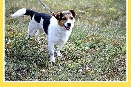 9kg,przyjazny,wesoły,towarzyski piesek GUMIŚ.Adopc