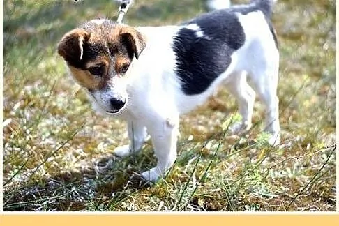 9kg,przyjazny,wesoły,towarzyski piesek GUMIŚ.Adopc