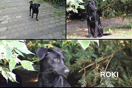 ROKI - dżentelmen o niebanalnej urodzie szuka domk