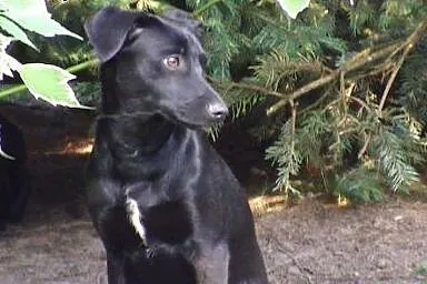 ROKI - dżentelmen o niebanalnej urodzie szuka domk