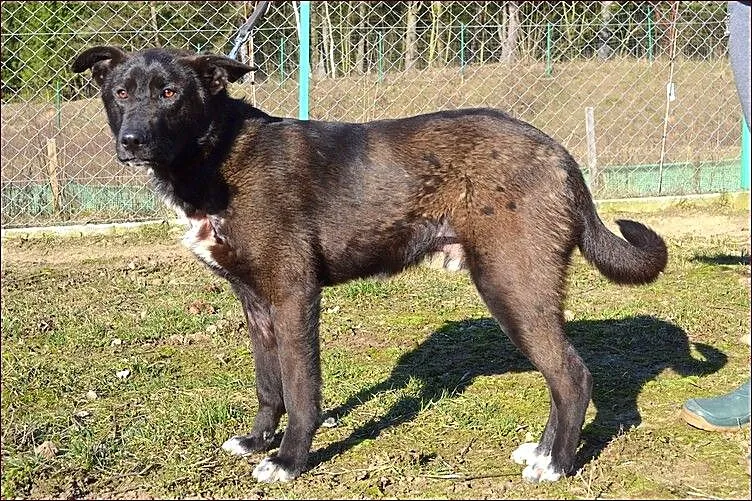 Sonik - młodziutki psiak odkrywa życie na nowo___
