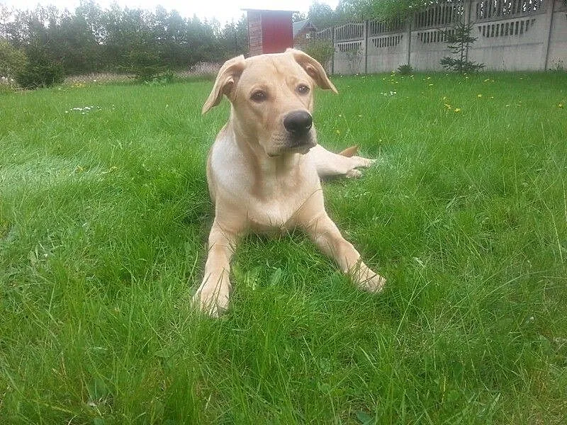 Leoś w typie labradora do adopcji