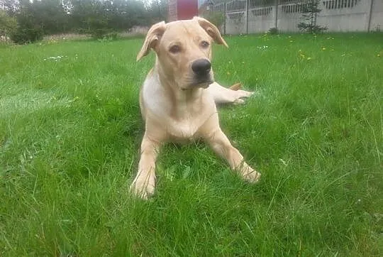 Leoś w typie labradora do adopcji
