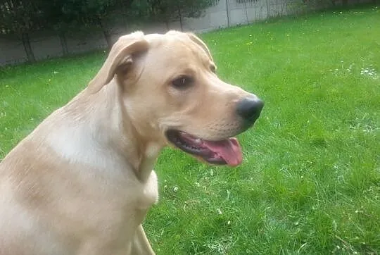 Leoś w typie labradora do adopcji
