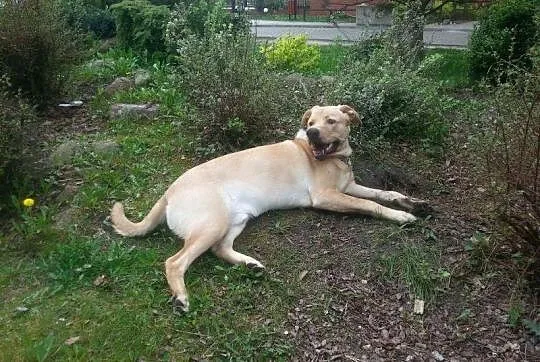 Leoś w typie labradora do adopcji