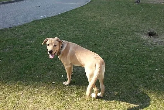 Leoś w typie labradora do adopcji
