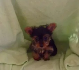 Szczenięta Yorkshire Terrier dla każdego, kto chce mieć maltańczyka jako członka rodziny.