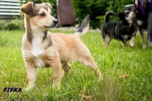 Finka i Fifka - dwie śliczne siostrzyczki :),  warmińsko-mazurskie Olsztyn