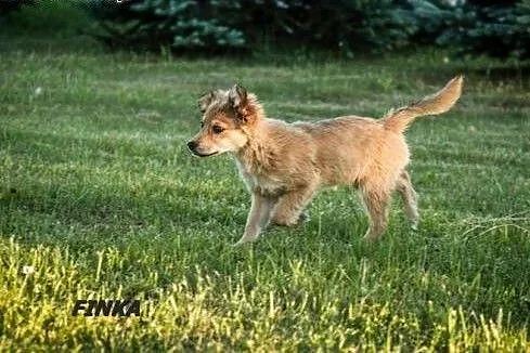 Finka i Fifka - dwie śliczne siostrzyczki :),  war
