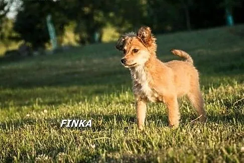Finka i Fifka - dwie śliczne siostrzyczki :),  war