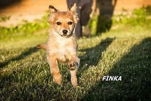 Finka i Fifka - dwie śliczne siostrzyczki :),  war