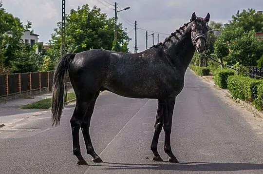 Urodziwy ogier do sportu, , 
