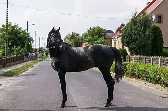 Urodziwy ogier do sportu, , 