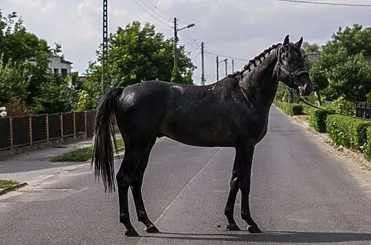 Urodziwy ogier do sportu, , 