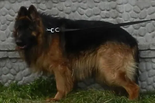 Owczarek Niemiecki szczenięta