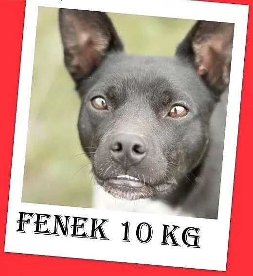 10kg,młody 2 lata,spokojny,grzeczny,łagodny piesek