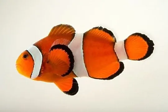 Amphiprion ocellaris, Błazenki, Nemo do akwarium m, Kielce