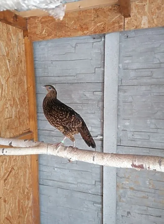 tragopan satyr kura 2019, , Marklowice