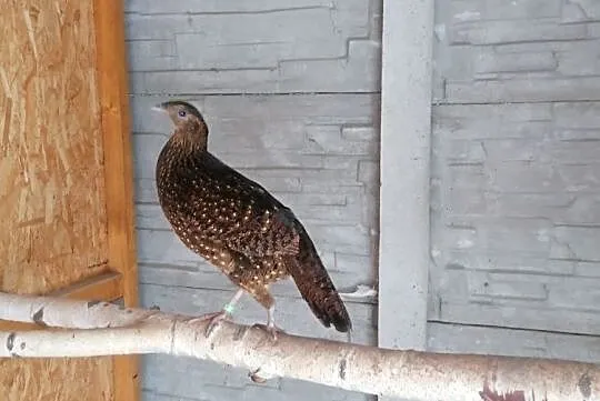 tragopan satyr kura 2019, , Marklowice