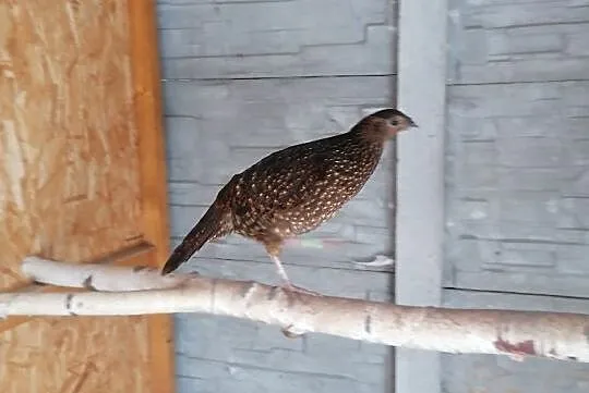 tragopan satyr kura 2019, , Marklowice