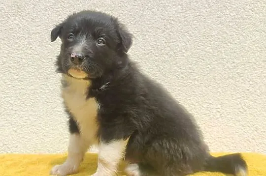 Rasowy pies z pełną dok. przebadani rodzice BORDER COLLIE z Hodowli