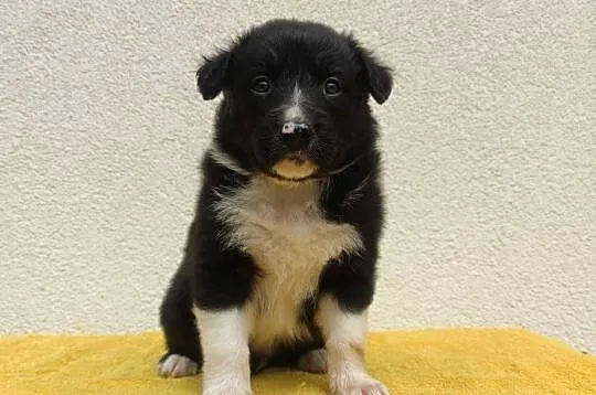 Rasowy pies z pełną dok. przebadani rodzice BORDER COLLIE z Hodowli, Podkarpackie, Iwonicz