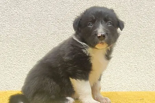 Rasowy pies z pełną dok. przebadani rodzice BORDER COLLIE z Hodowli, Podkarpackie, Iwonicz