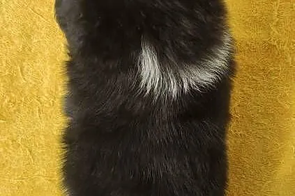 Rasowy pies z pełną dok. przebadani rodzice BORDER COLLIE z Hodowli, Podkarpackie, Iwonicz