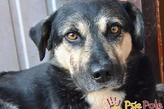 PEJZAŻ-spokojny, bardzo grzeczny, miły psiak o wspaniałym spojrzeniu, adopcja, Małopolskie, Kraków