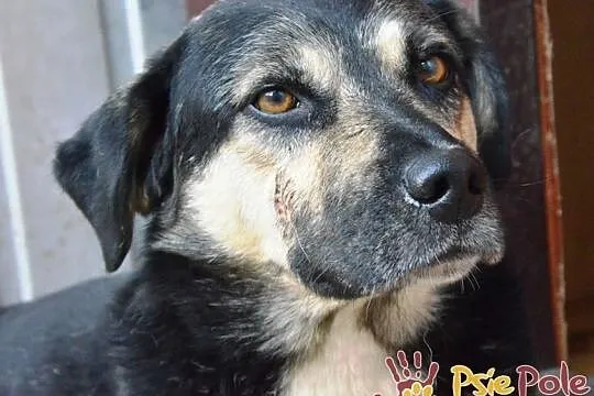 PEJZAŻ-spokojny, bardzo grzeczny, miły psiak o wspaniałym spojrzeniu, adopcja, Małopolskie, Kraków