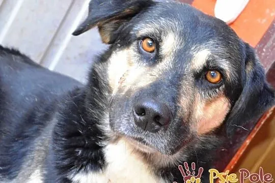 PEJZAŻ-spokojny, bardzo grzeczny, miły psiak o wspaniałym spojrzeniu, adopcja, Małopolskie, Kraków