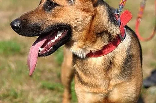 Uszata, cuuuuuudna Wilma :),  warmińsko-mazurskie 