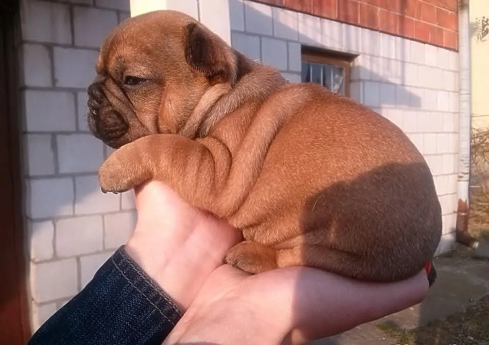 BULDOG FRANCUSKI- piękne szczeniaczki