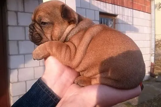 BULDOG FRANCUSKI- piękne szczeniaczki