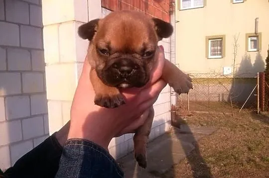 BULDOG FRANCUSKI- piękne szczeniaczki