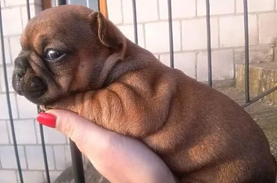 BULDOG FRANCUSKI- piękne szczeniaczki