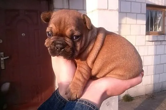 BULDOG FRANCUSKI- piękne szczeniaczki