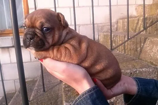 BULDOG FRANCUSKI- piękne szczeniaczki