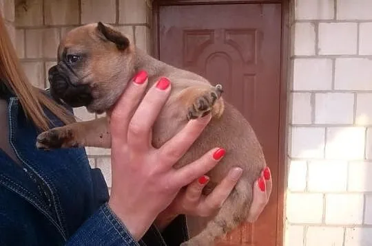 BULDOG FRANCUSKI- piękne szczeniaczki