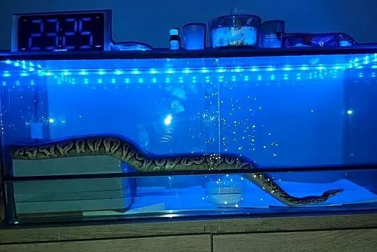 Terarium z oświetleniem matą grzewczą i termostatem, Śląskie, Zabrze