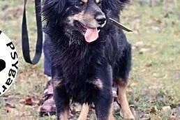 Ozzy to dorosły radosny psiak do adopcji .,  łódzk