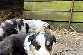 Owczarek szkocki collie