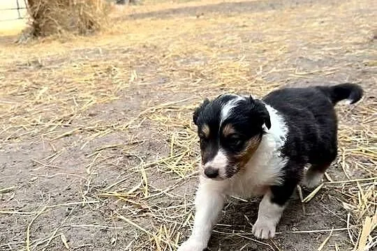Owczarek szkocki collie, Wielkopolskie, Zakrzewo
